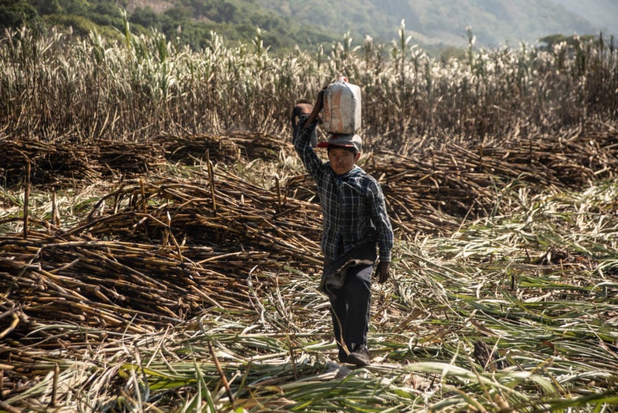 La industria azucarera en Veracruz