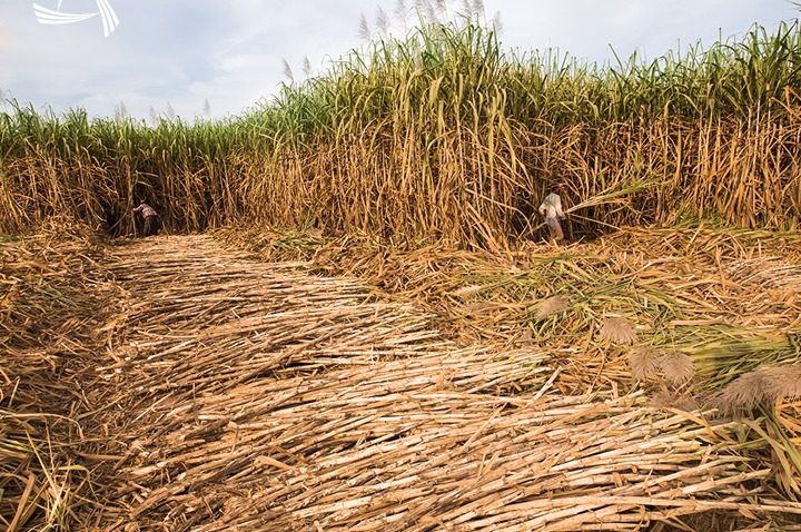 Análisis de la Zafra 2024/25: Datos Clave y Proyecciones