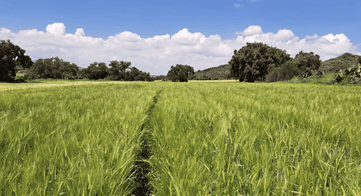 Bélgica condecora al director general del CIMMYT, Bram Govaerts